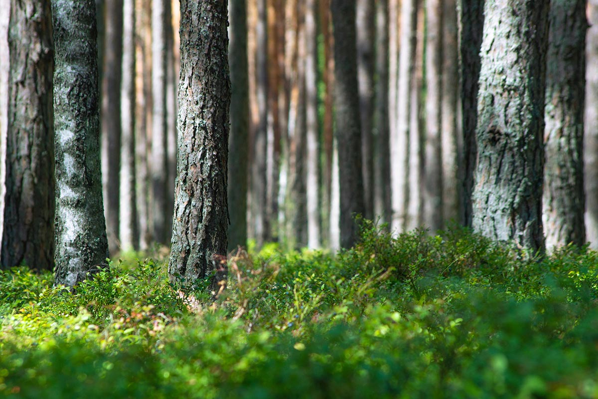 nature-2022-07-03-17-18-16-utc.jpg