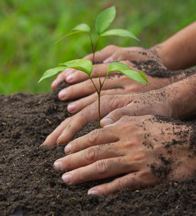 Planted Tree 1